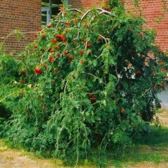 Рябина обыкновенная Плакучая <br>Горобина звичайна плакуча<br>Sorbus aucuparia Pendula